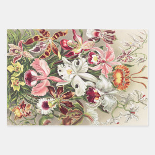 Feuille De Papier Cadeau Orchidées, Orchidées Denusblumen par Ernst Haeckel