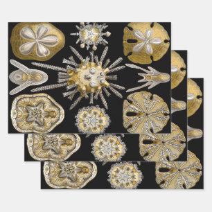 Feuille De Papier Cadeau Oursins Anciens Dollars de Sable par Ernst Haeckel