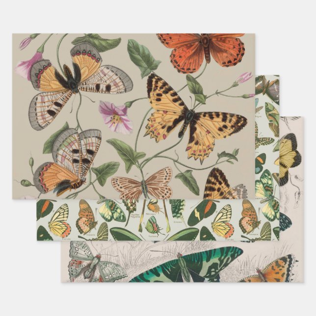 Feuille De Papier Cadeau Papillon Moth Nature Collection Dessin (Lot)
