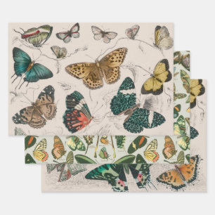 Feuille De Papier Cadeau Papillons Collection Antique Papillons