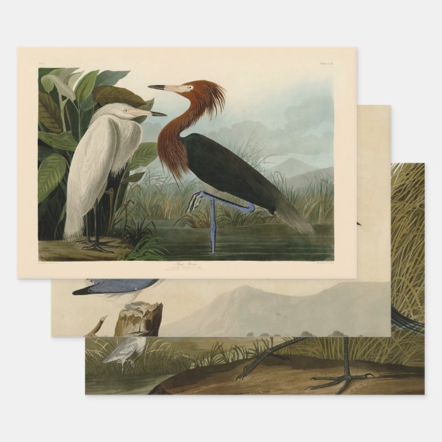 Feuille De Papier Cadeau Peinture de la faune d'Audubon Heron violet (Lot)