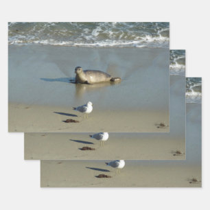 Feuille De Papier Cadeau Phoque commun à La Jolla Californie