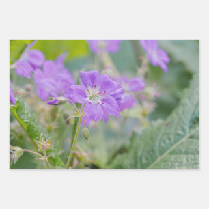Feuille De Papier Cadeau Photo de géranium sauvage fleur de lilas botanique