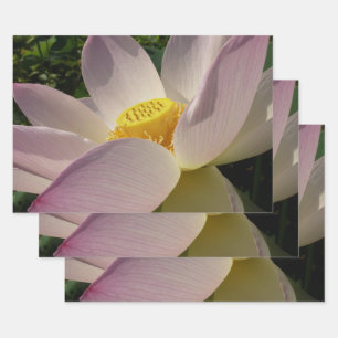 Feuille De Papier Cadeau Pink Lotus Flower III Summer Floral