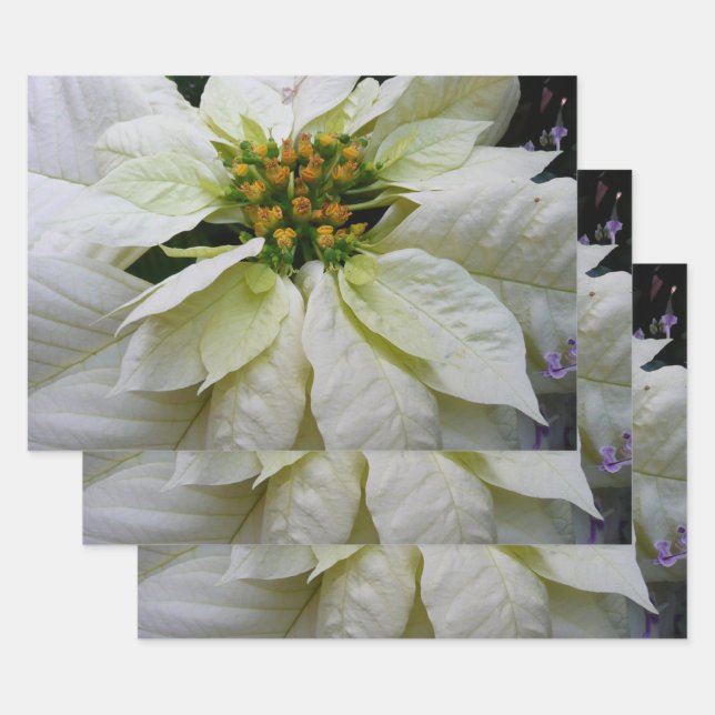 Feuille De Papier Cadeau Poinsettia Elegant Christmas Holiday Floral (Lot)
