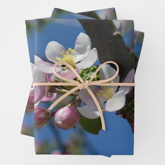 Feuille De Papier Cadeau Pommes en fleurs - Une branche florissante de pomm (En situation)