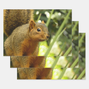Feuille De Papier Cadeau Portrait d'un Écureuil Photographie de la Nature e
