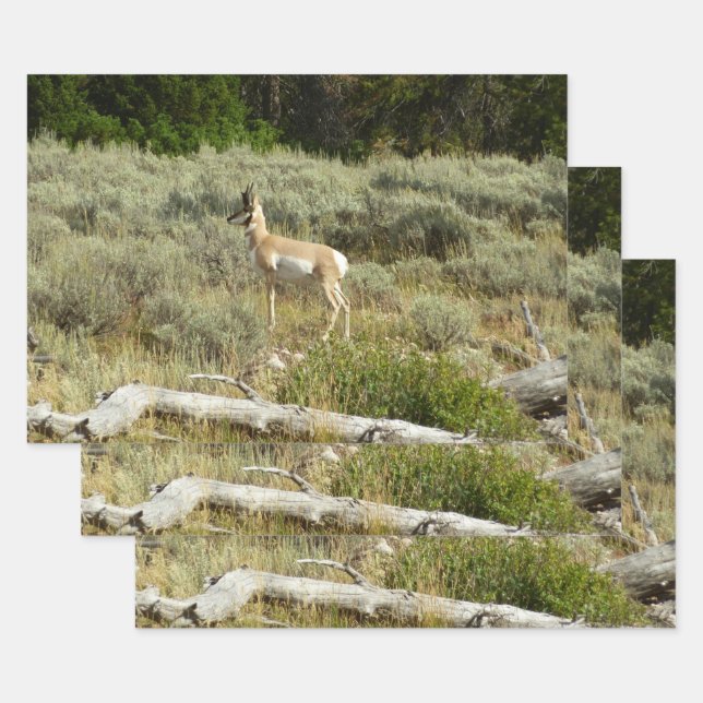 Feuille De Papier Cadeau Pronghorn au Parc national de Grand Teton (Lot)