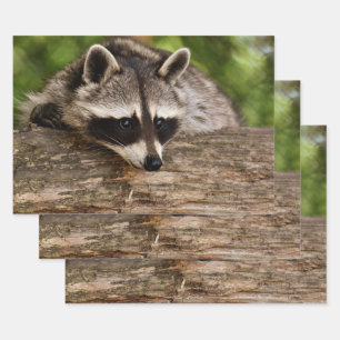 Feuille De Papier Cadeau Raccoon mignon reposant sur un journal