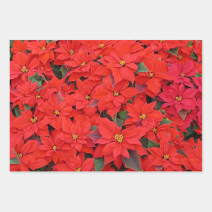 Feuille De Papier Cadeau Red Poinsettias I Christmas Holiday Floral Photo