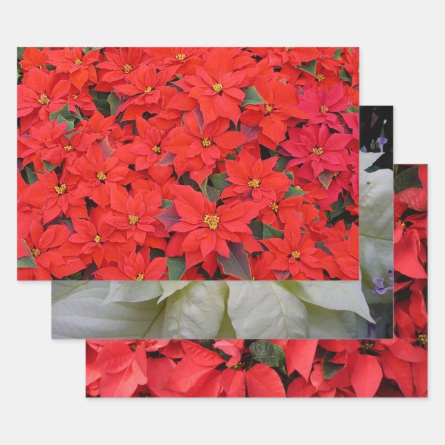 Feuille De Papier Cadeau Red Poinsettias I Christmas Holiday Floral Photo (Lot)