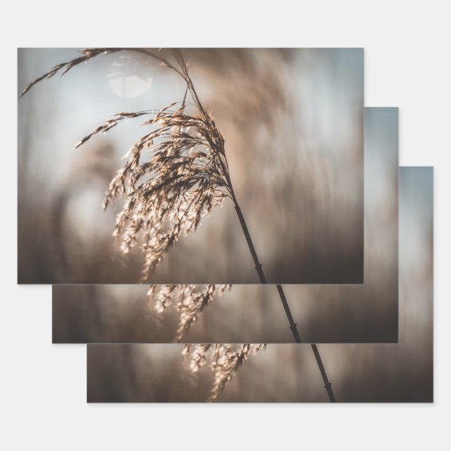 Feuille De Papier Cadeau Reed Nature Photo (Lot)