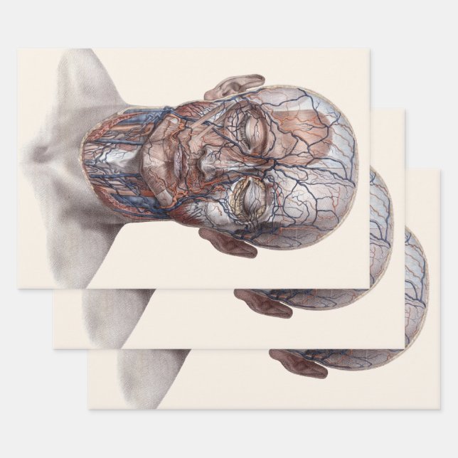 Feuille De Papier Cadeau Science vintage de l'anatomie humaine, nez de gorg (Lot)