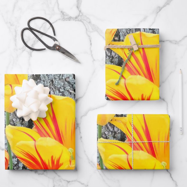 Feuille De Papier Cadeau Séquence de trois tulipes jaunes / (Recto)