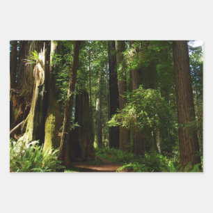 Feuille De Papier Cadeau Séquoias et fougères au parc national de Redwood
