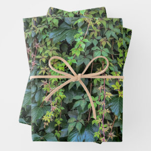 Feuille De Papier Cadeau Serene Green Ivy Wall Suspendre Vins Plantes Feuil