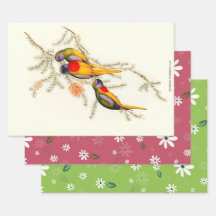 Splendide Grass-Parakeet, Cadeau