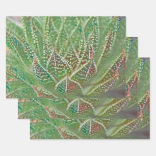 Feuille De Papier Cadeau Succulent Cactus Plante Verte Vitrail Art