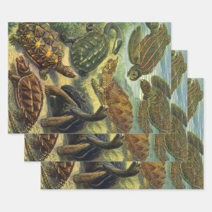 Feuille De Papier Cadeau Tortues de mer Tortue terrestre vintage par Ernst 