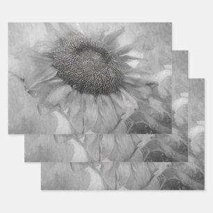 Feuille De Papier Cadeau Tournesol Géant Style Vintage Art Noir Et Blanc