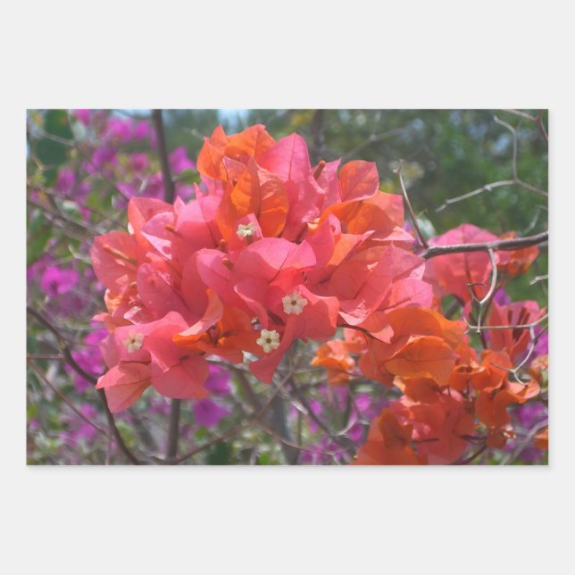 Feuille De Papier Cadeau Tropical Pink Bougainvillea Island Floral (Devant)