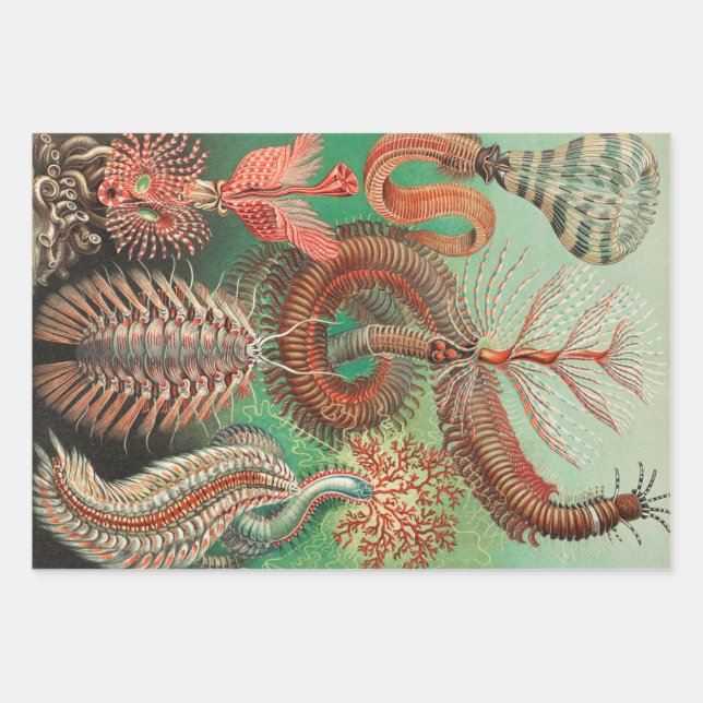 Feuille De Papier Cadeau Vers, Annelids Chaetopoda par Ernst Haeckel (Devant)