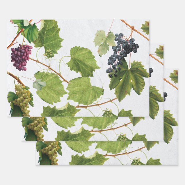 Feuille De Papier Cadeau Vignoble de raisins Ile grecque méditerranéenne (Lot)