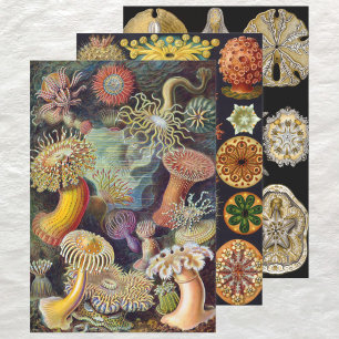 Feuille De Papier Cadeau Vintage Ernst Haeckel Marline Life Designs