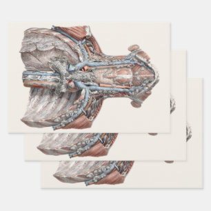 Feuille De Papier Cadeau Vintage gorge anatomique humaine, Cou, Poitrine, c