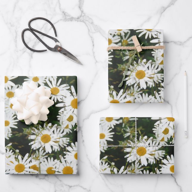 Feuille De Papier Cadeau White Oxeye Daisy Meadow (Recto)