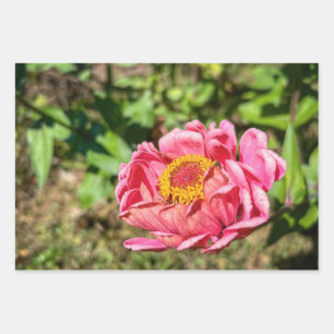 Feuille De Papier Cadeau Zinnia rose avec Centre jaune