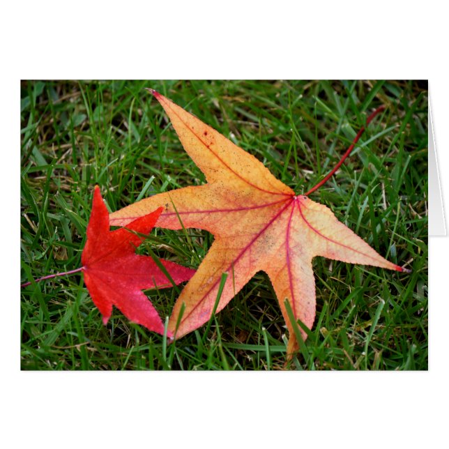 Feuille d'érable aux couleurs vives (Devant horizontal)