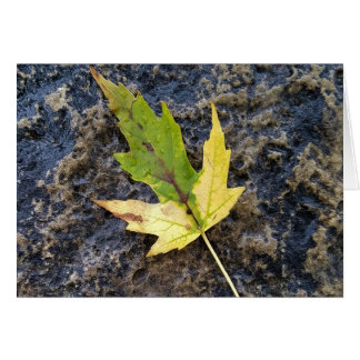 Feuille d'érable, enveloppes blanches incluses