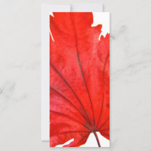 Feuille d'érable japonaise