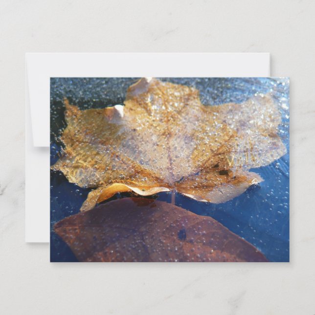 Feuille d'érable jaune congelée Automne Nature (Devant)