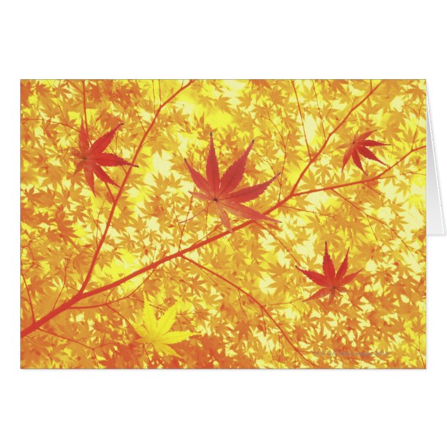 Feuille d'érable, plan rapproché (Devant horizontal)