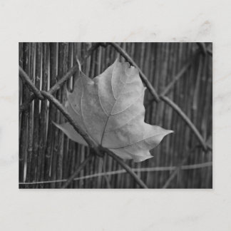 Feuille d'érable sèche - Carte postale