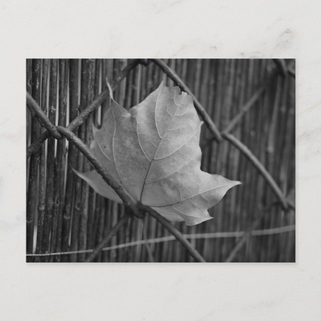 Feuille d'érable sèche - Carte postale (Devant)