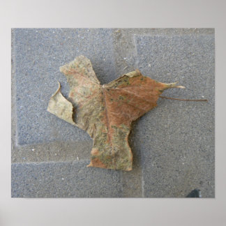 Feuille d'érable sur affiche pavée