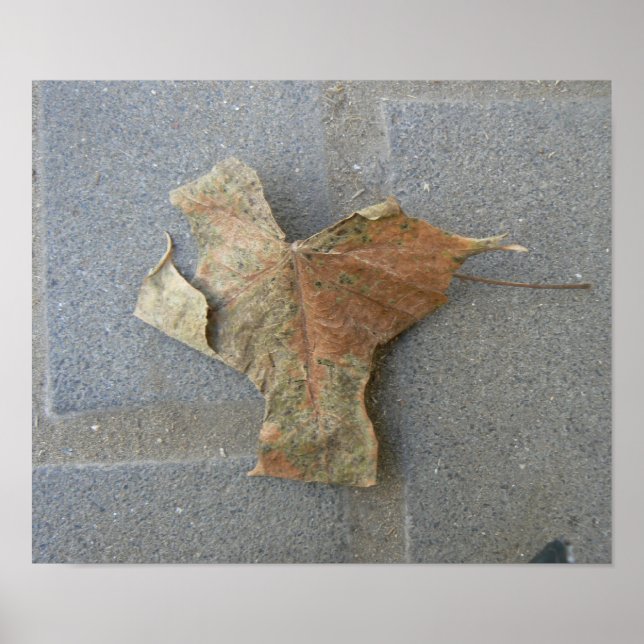 Feuille d'érable sur affiche pavée (Devant)