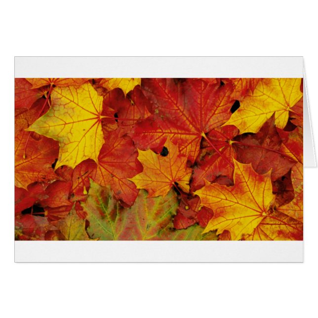 FEUILLE D'ÉTÉ (Devant horizontal)