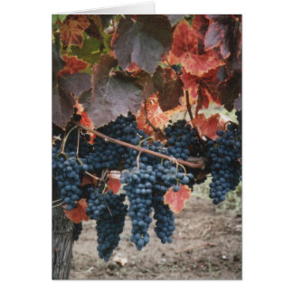Feuille et raisins rouges brûlés