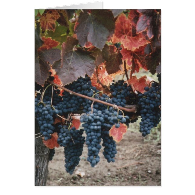 Feuille et raisins rouges brûlés (Devant)