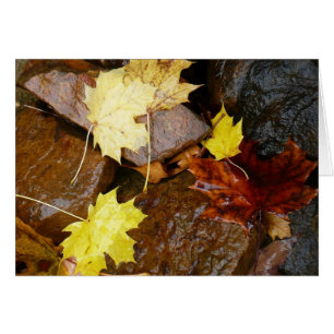 Feuille et rochers d'automne Photographie naturell