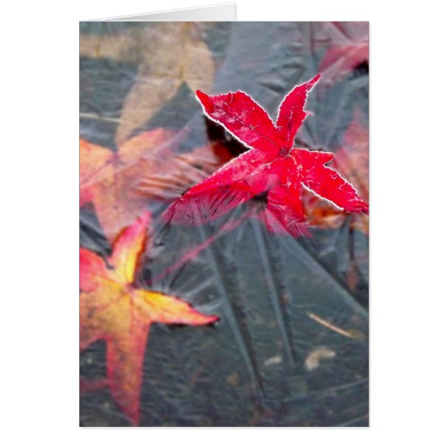 Feuille glacial (Devant)