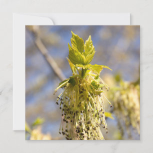 Feuille mignons en photo de printemps