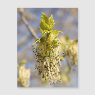 Feuille mignons en photo de printemps