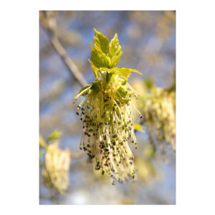 Feuille mignons en photo de printemps