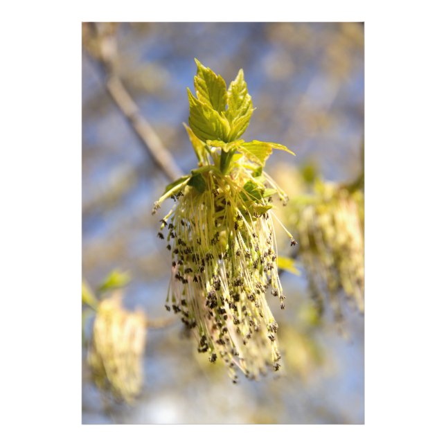 Feuille mignons en photo de printemps (Devant)