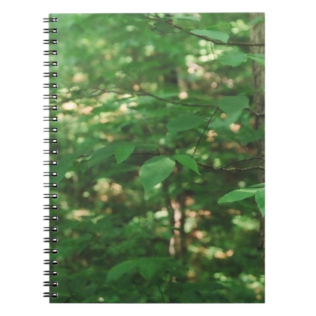 "Feuille sur un arbre…" Carnet de photographie de (Devant)